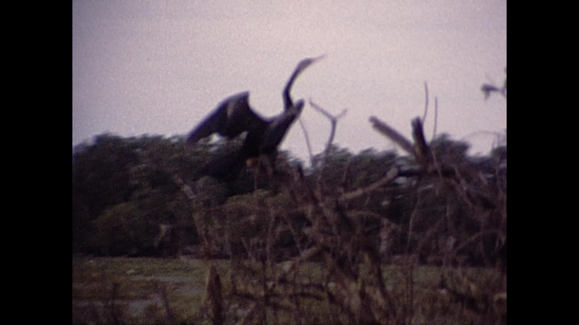 [Wallace Clarke Home Movies: Reel 30] thumbnail image.