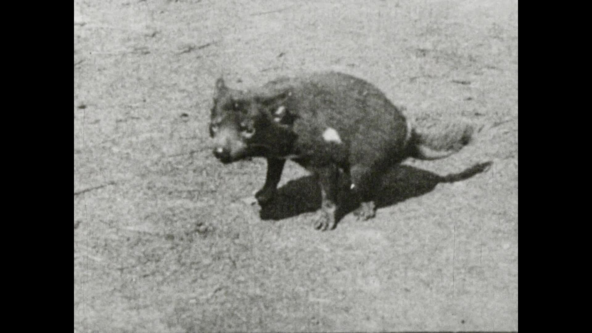 [Kodak Cinegraph compilation. No. 07] thumbnail image.