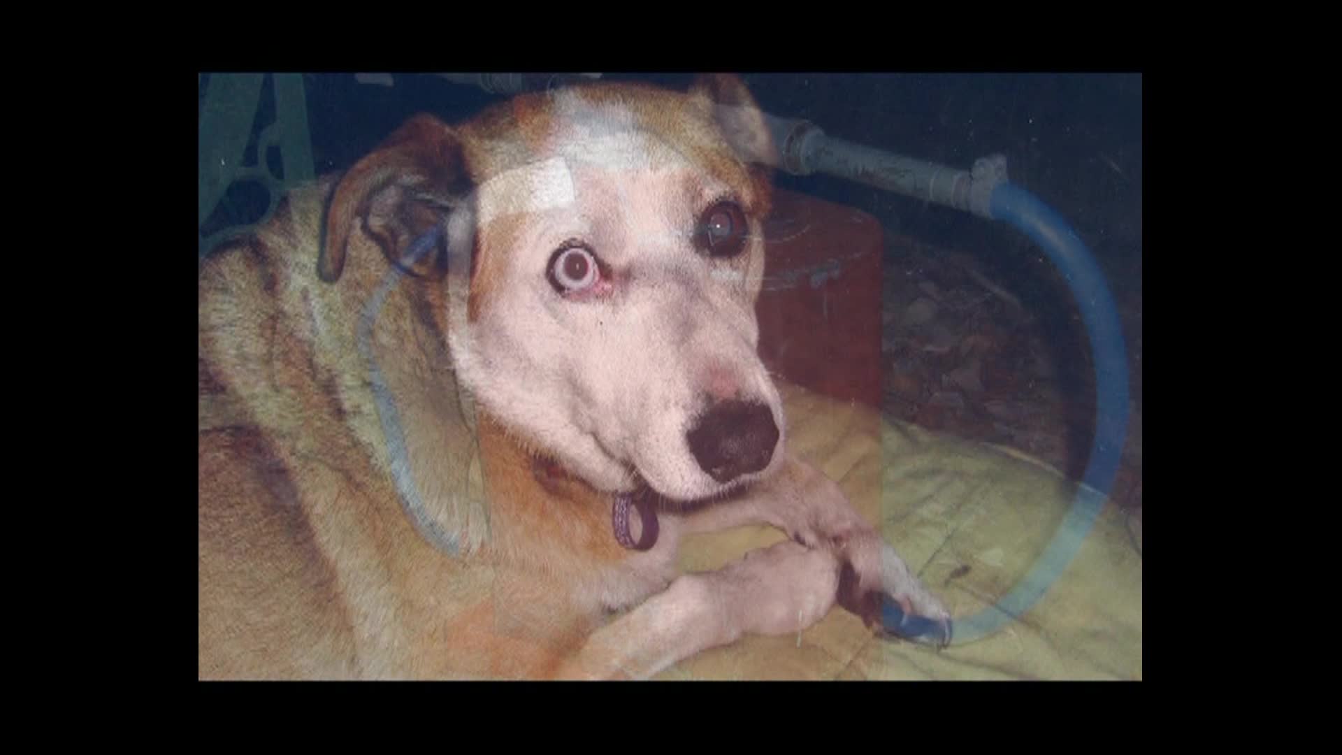 Grateful angels thumbnail image.