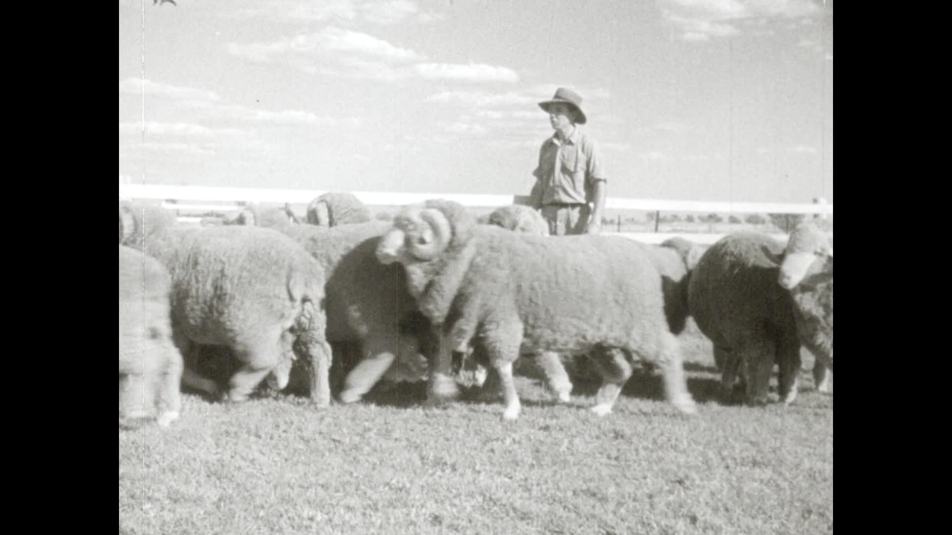 Sheep on show thumbnail image.