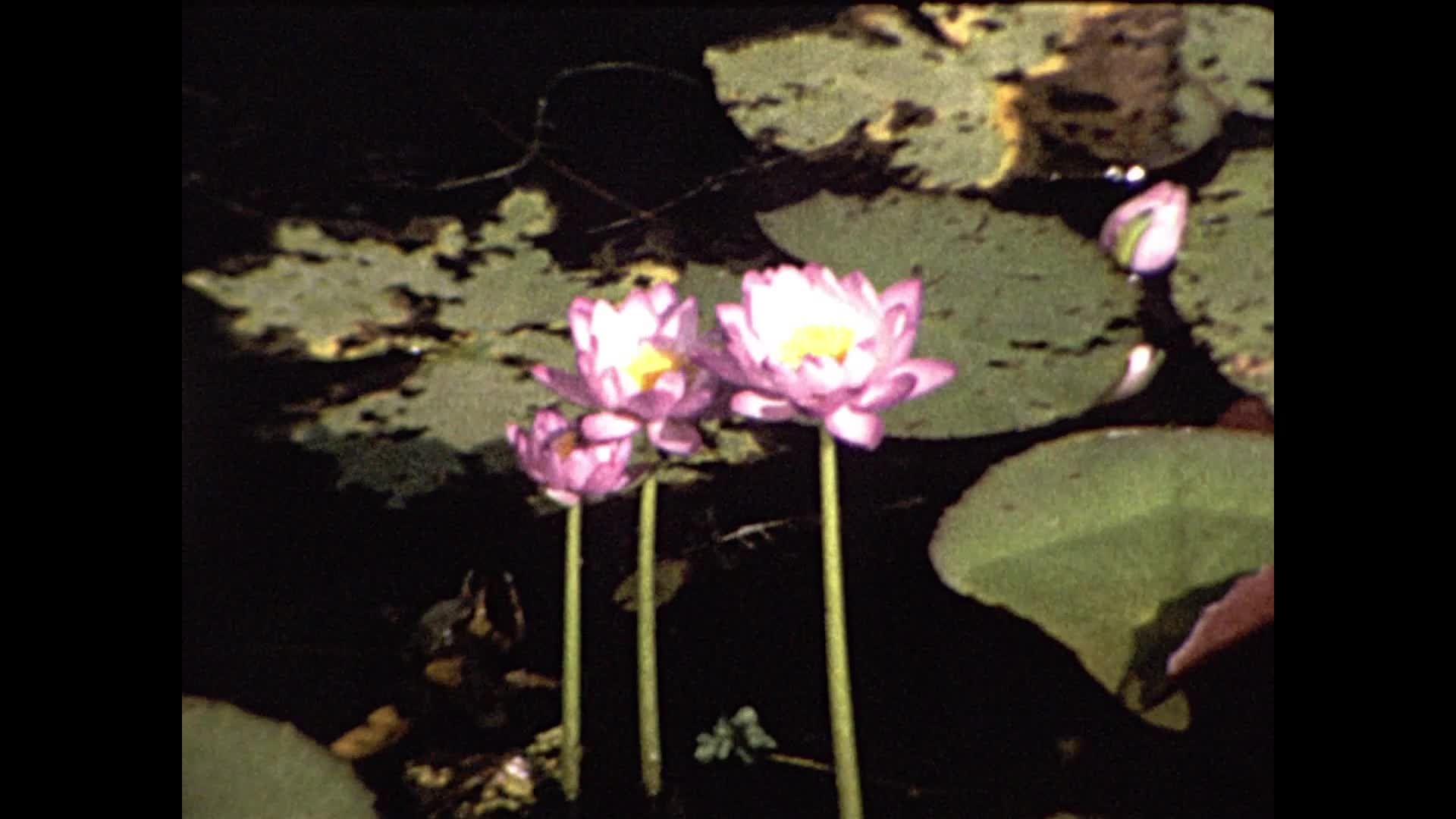 [Wallace Clarke Home Movies: Reel 29] thumbnail image.