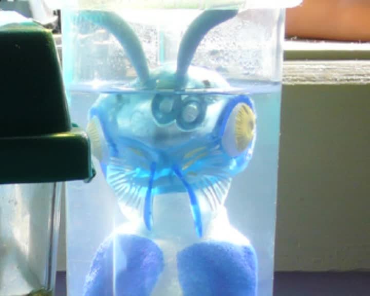 A still image from Raptor