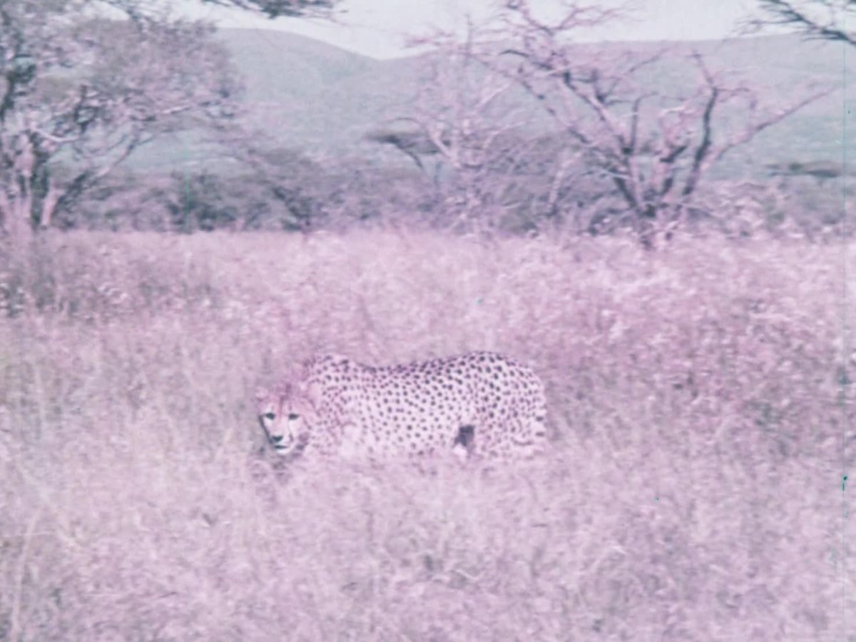 A still image from The Peace game