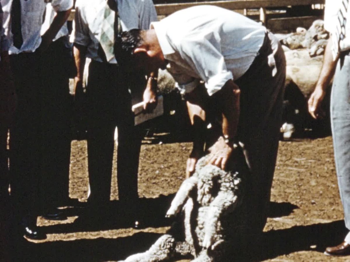 A still image from Lamb for world market