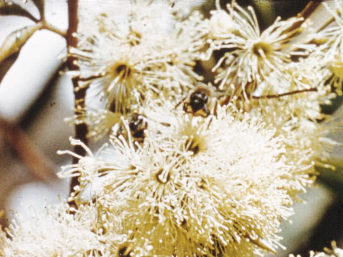 A still image from Honey harvest