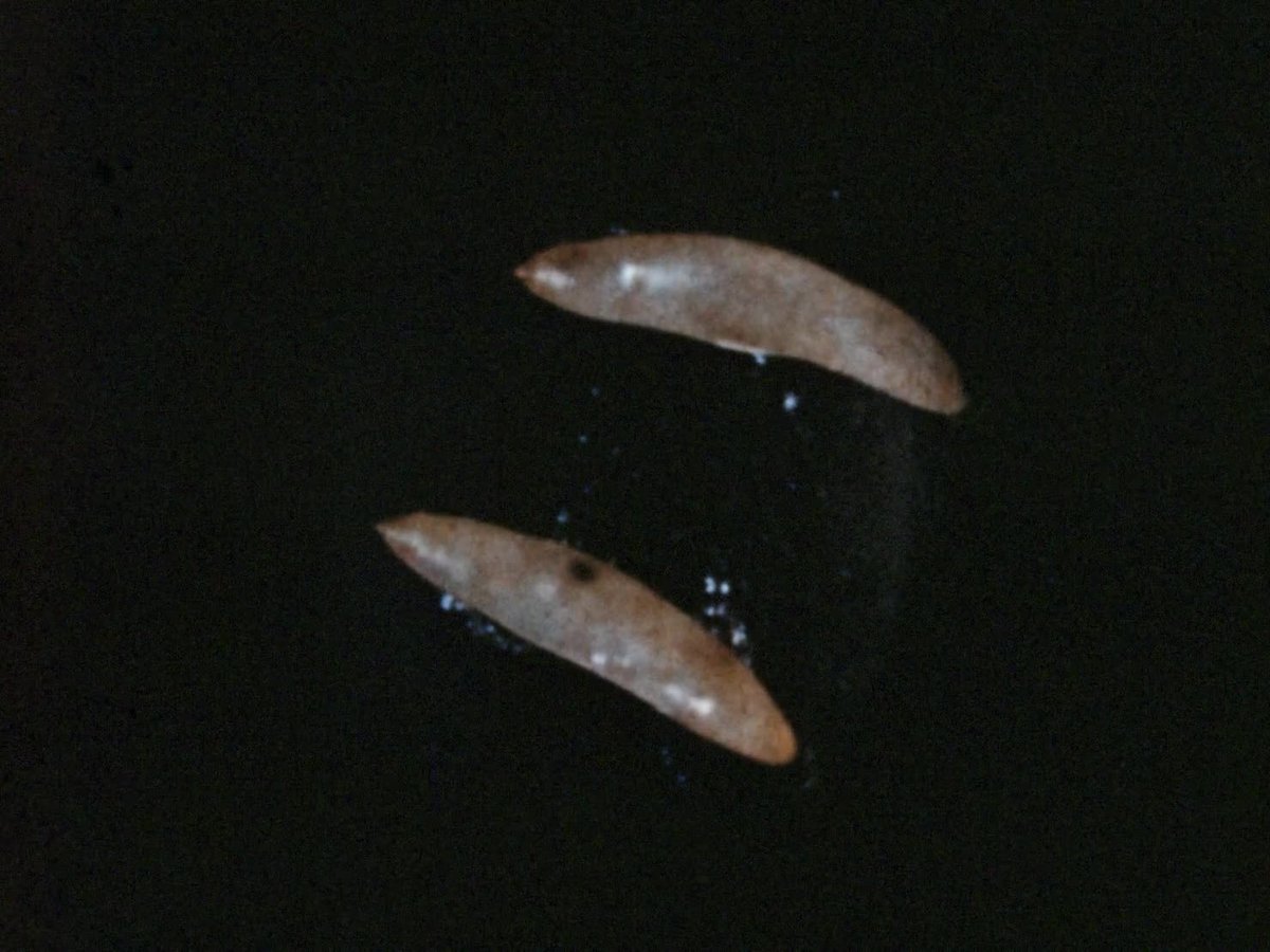 A still image from Fruit fly