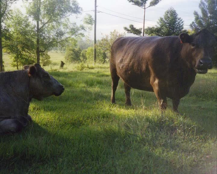 A still image from Three cows