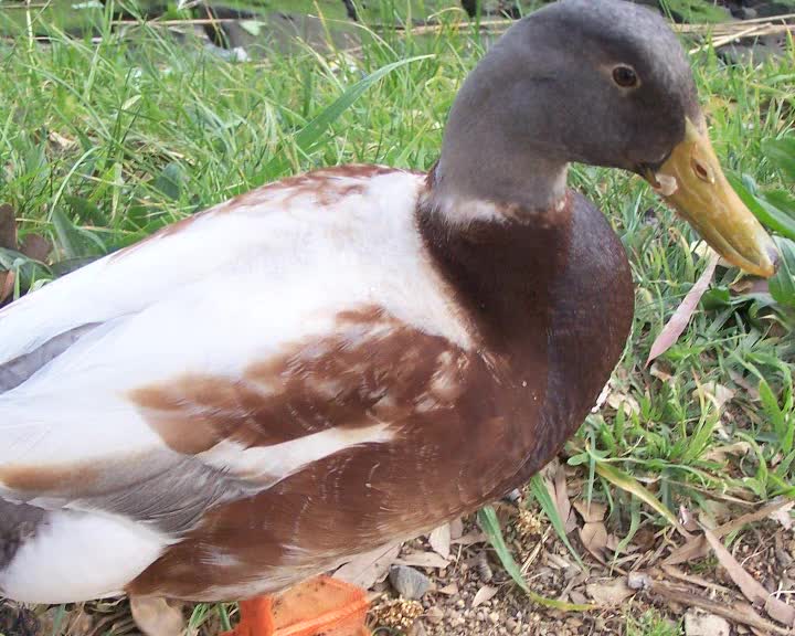 Gia mas (About us) thumbnail image.