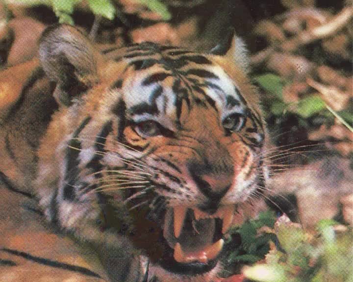 A still image from The Tyger