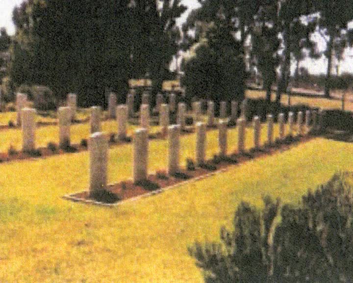 The Yellow-box eucalypt thumbnail image.