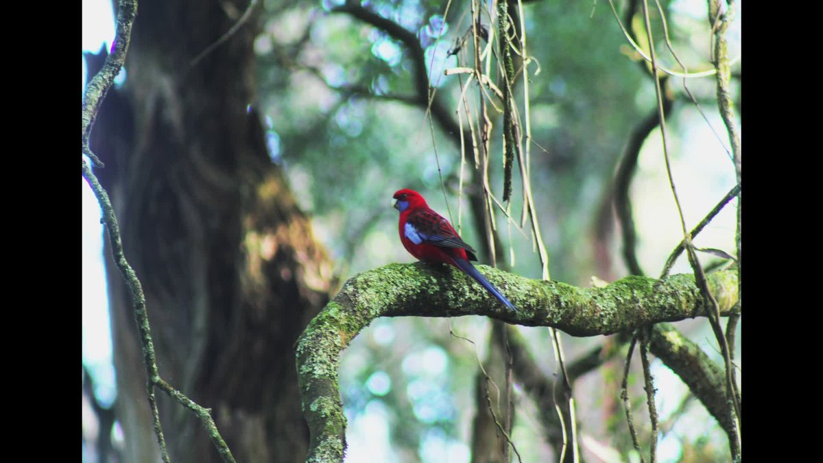 A still image from The Rainforest
