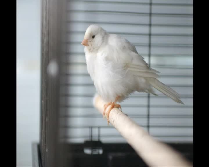 A still image from The Need to listen